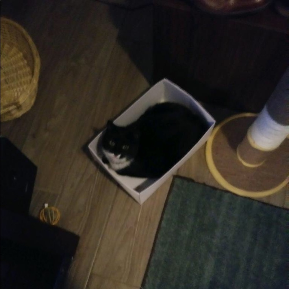 Meet your Posher, Safena